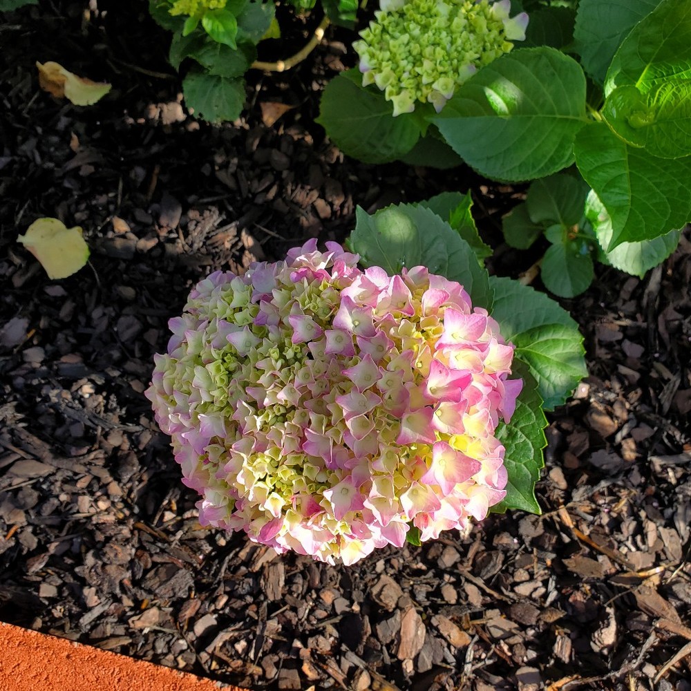 Meet your Posher, Belinda